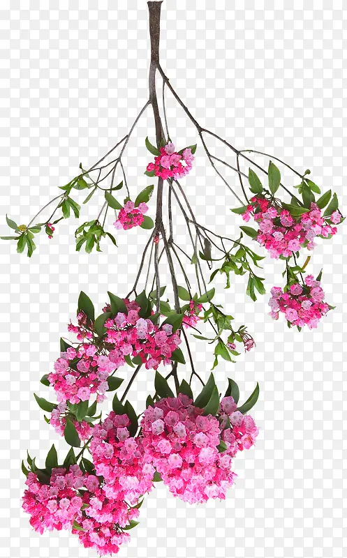 粉色唯美花朵倒立树枝