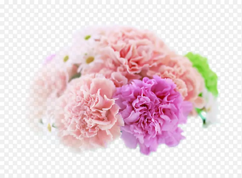 粉色唯美康乃馨花朵