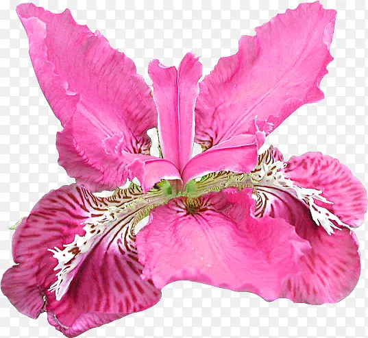 粉色唯美鸢尾花植物
