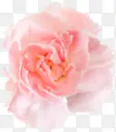 粉色唯美淡雅花朵康乃馨