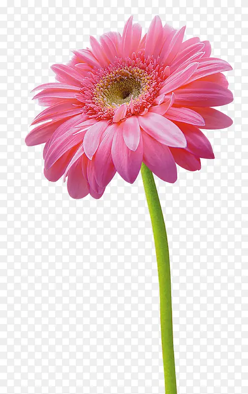 唯美粉色花朵摄影图