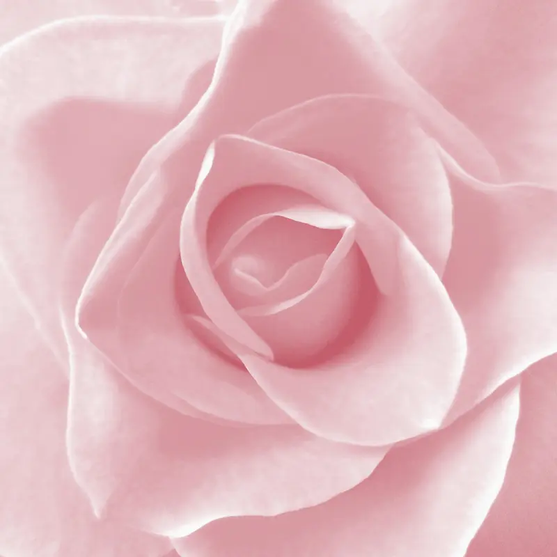 粉色玫瑰清新唯美