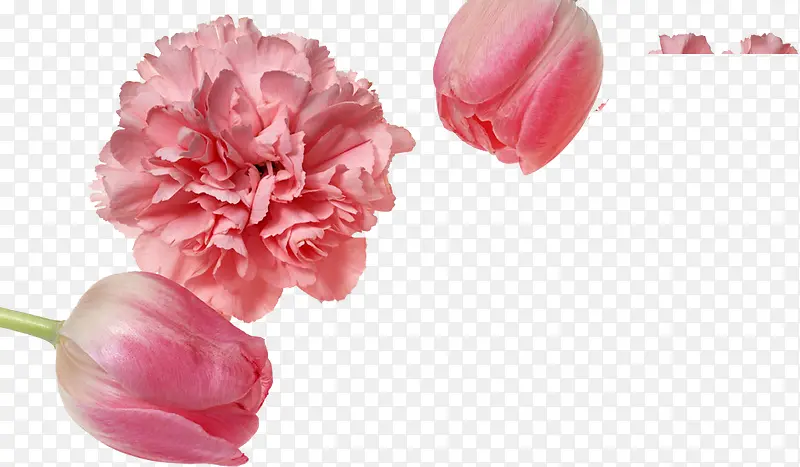 粉色唯美花朵康乃馨植物