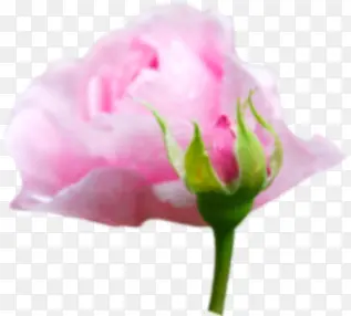 粉色可爱唯美花朵