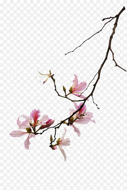 粉色唯美花朵春天