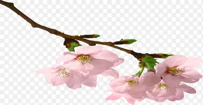 粉色清新唯美花朵春天