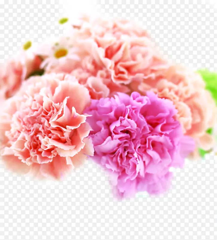 粉色淡雅唯美康乃馨花朵