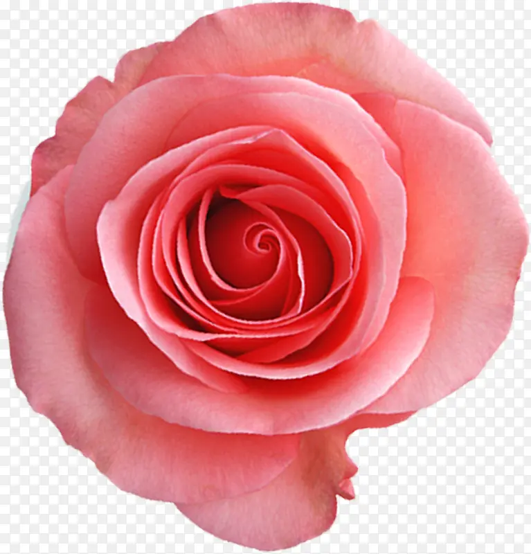 手绘粉色可爱唯美玫瑰