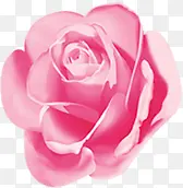 唯美春天粉色玫瑰