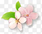 手绘粉色唯美花朵植物装饰