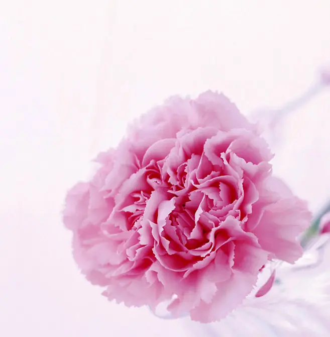 粉色唯美康乃馨花朵植物