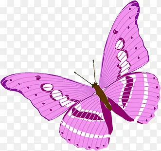 粉色蝴蝶唯美飞舞