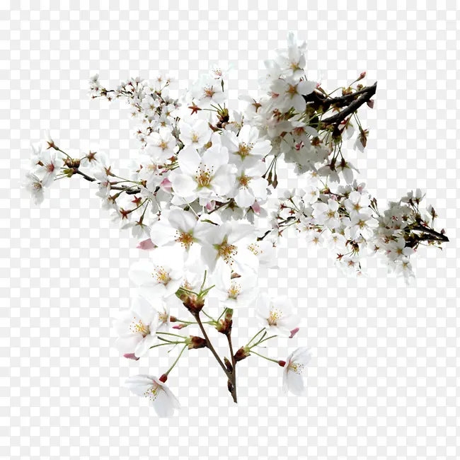 白色花树