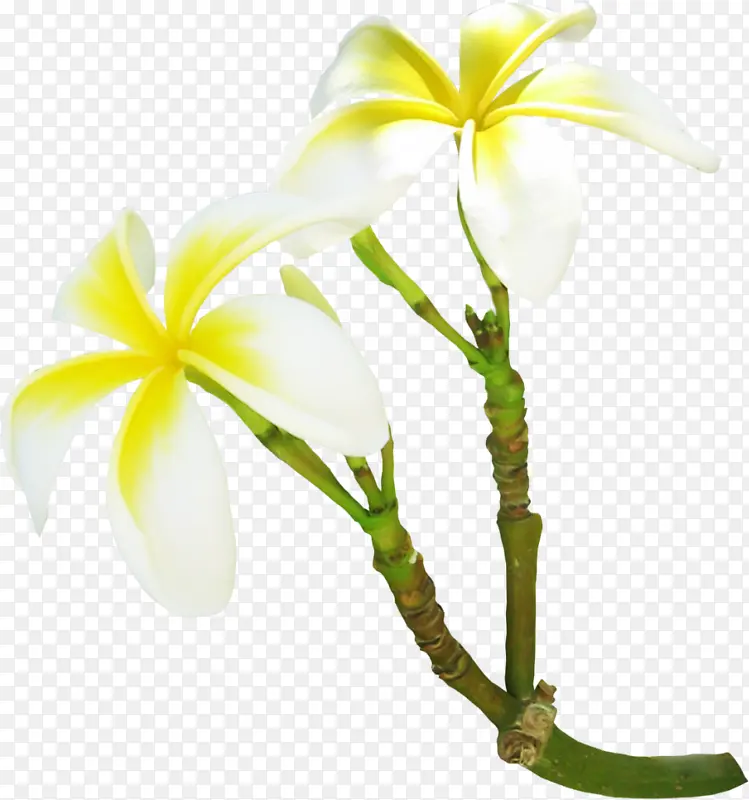 白色石斛花