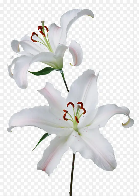 白色的花瓣