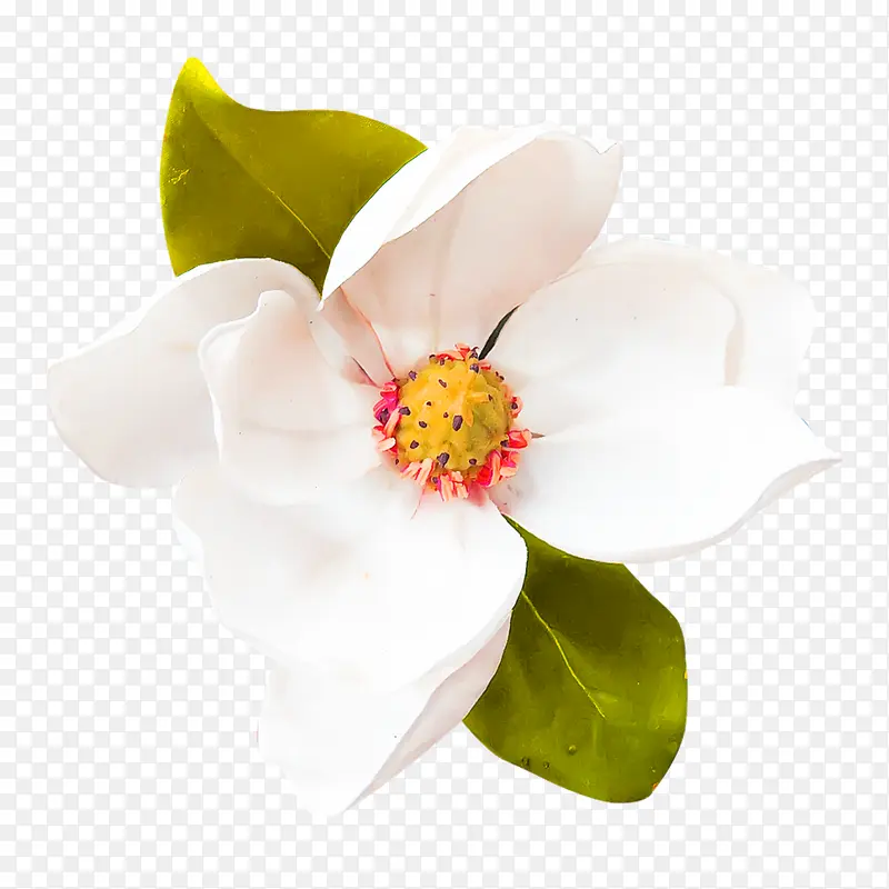 白色茶花装饰图案