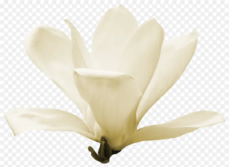 白色 栀子花 装饰 花艺