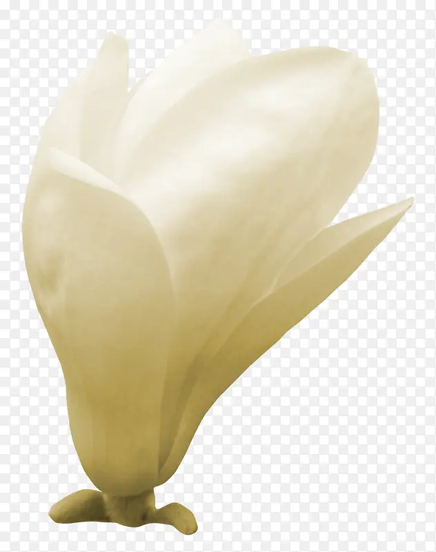 白色 栀子花 装饰 花艺