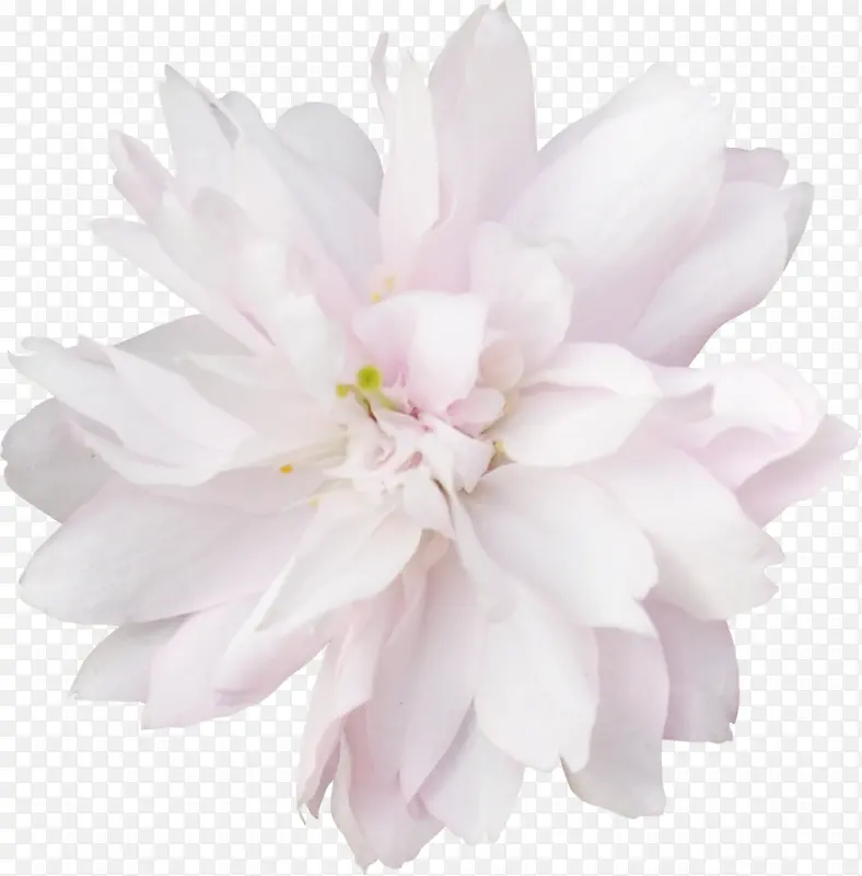 白色花瓣花蕊植物