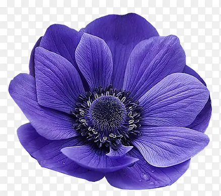 紫色花朵情人节礼物