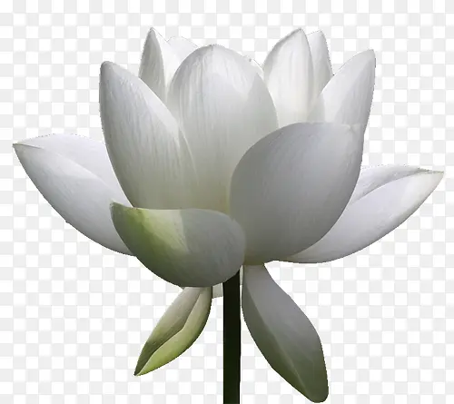 白色莲花花瓣装饰
