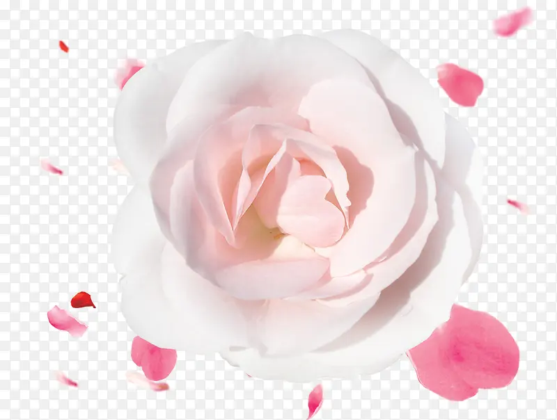 粉玫瑰花瓣