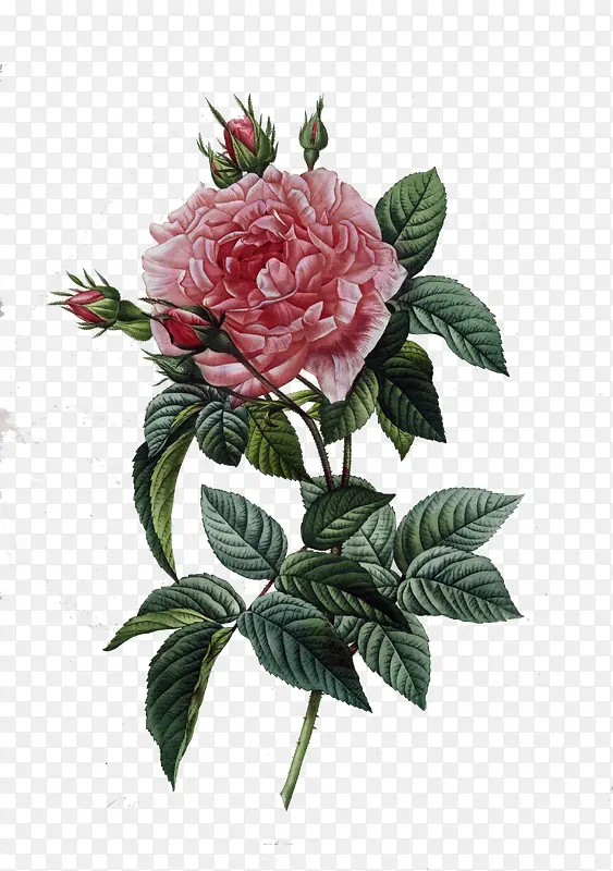 粉色玫瑰古典装饰画