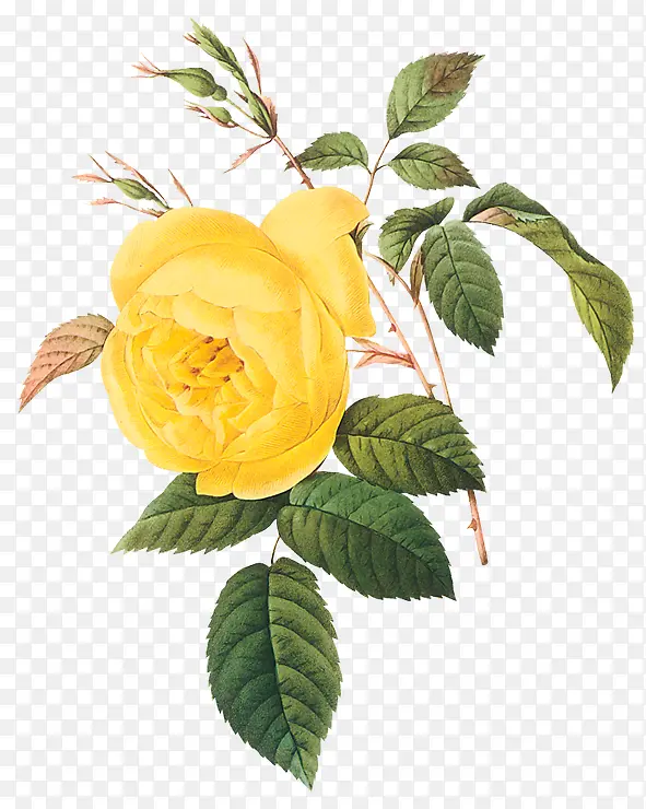 黄色玫瑰花花枝装饰