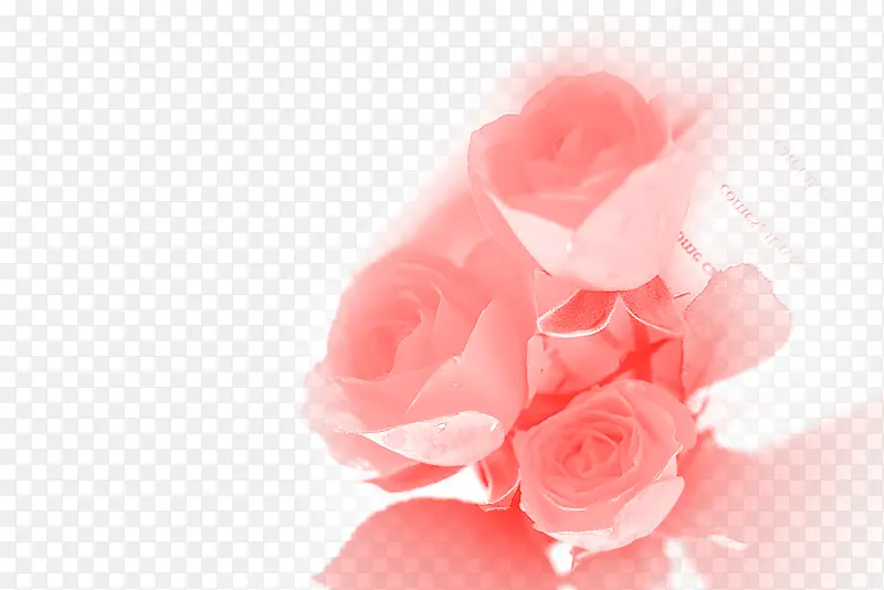 粉色春天玫瑰花朵装饰