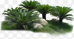 夏日植物卡通海报椰子树石头