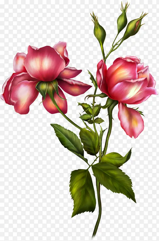 手绘粉色复古玫瑰花朵装饰