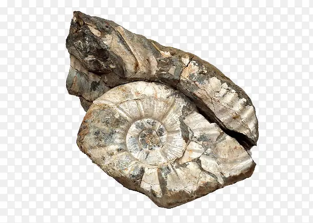 灰白生物化石