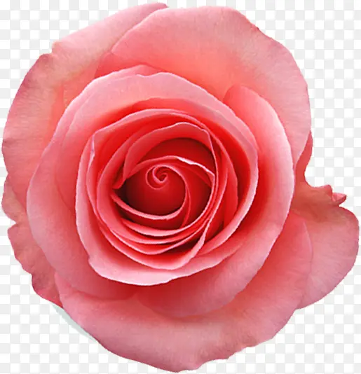 手绘唯美玫瑰花朵装饰