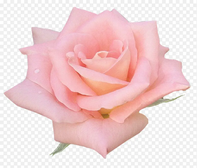粉红玫瑰花花朵装饰
