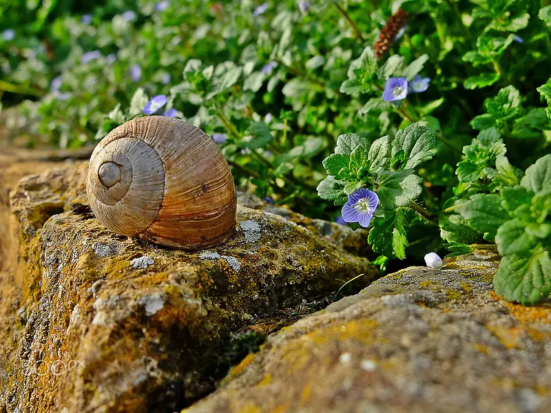 蜗牛高清树叶石头