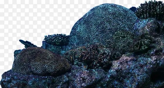 高清实物拍摄海底石头