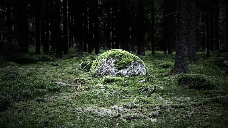 深林中长满苔藓的石头
