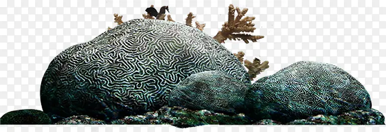 高清石头珊瑚