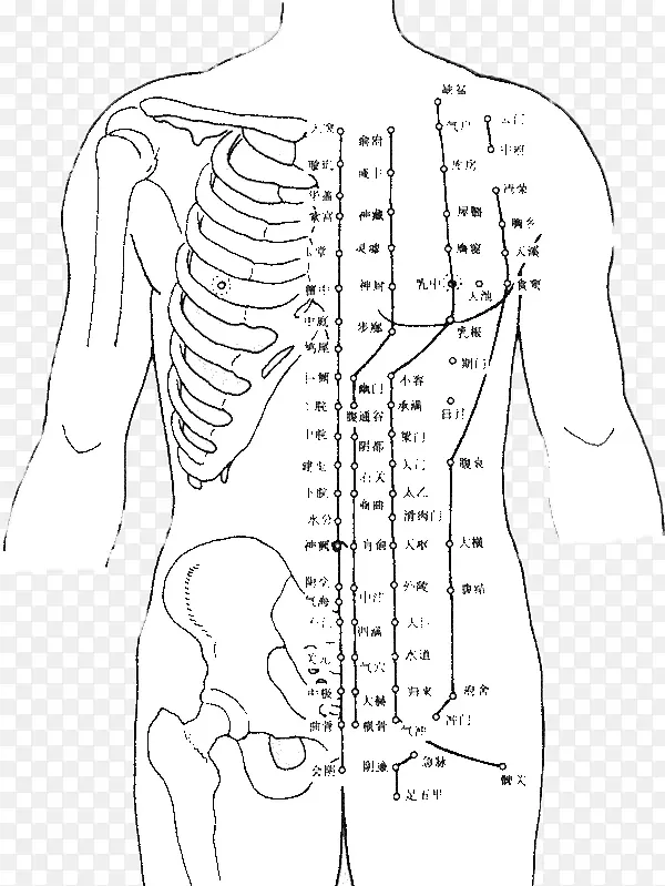 人体结构穴位图
