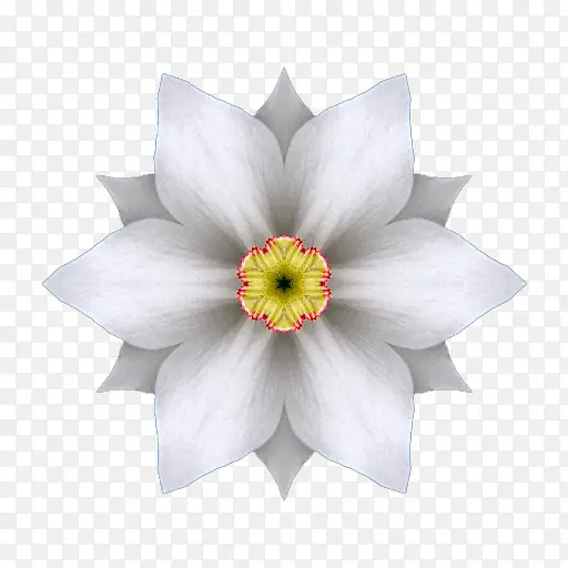 六角白花