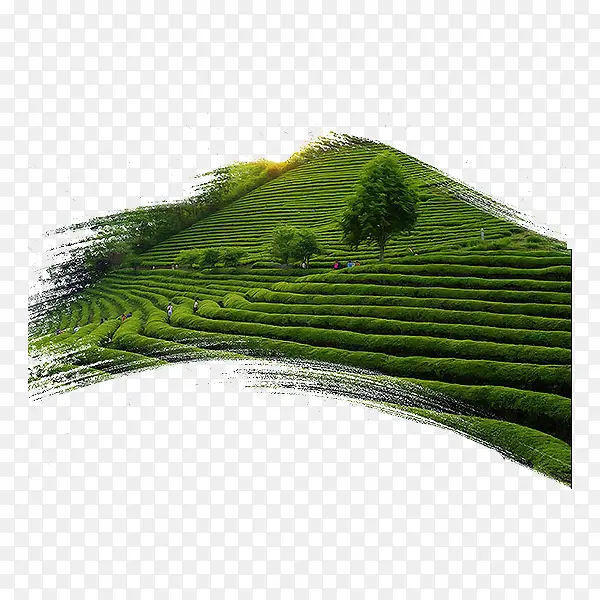 绿色茶园
