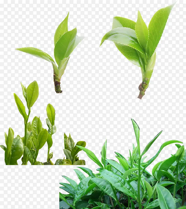 茶叶 茶文化