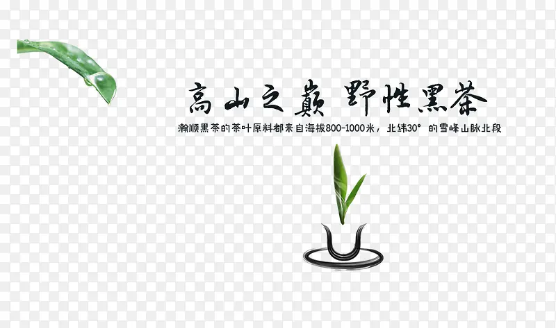 茶
