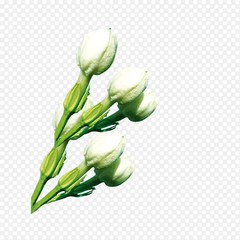 茉莉花