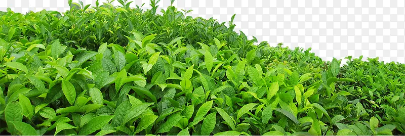 茶叶
