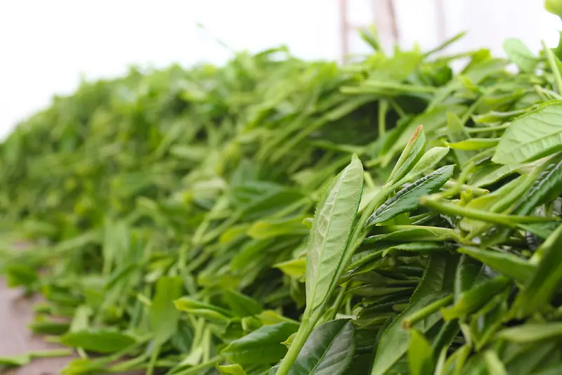 绿色清晰新鲜茶叶图