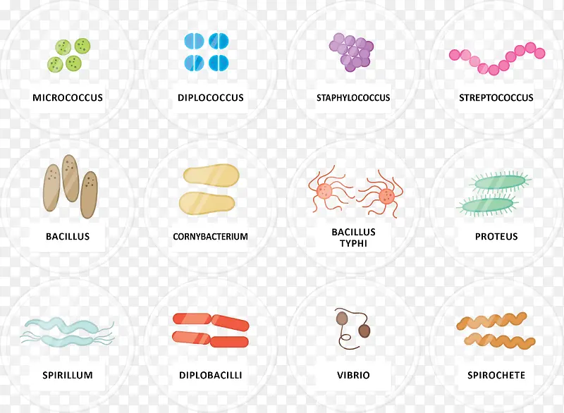 多种细菌形象图