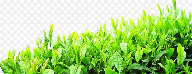 绿色茶叶茗茶品茶文化