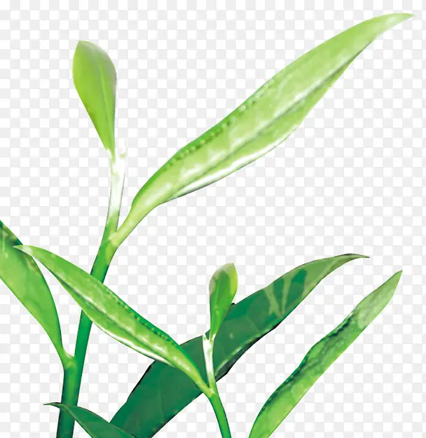 绿色茶叶植物包装插图