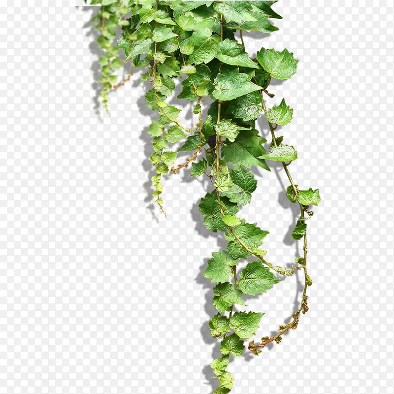 绿色蔓藤植物